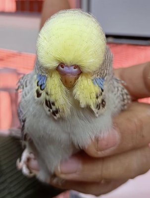 Show Muhabbet KuşlarıVasıfıdır - GÜNGÖREN / İSTANBUL