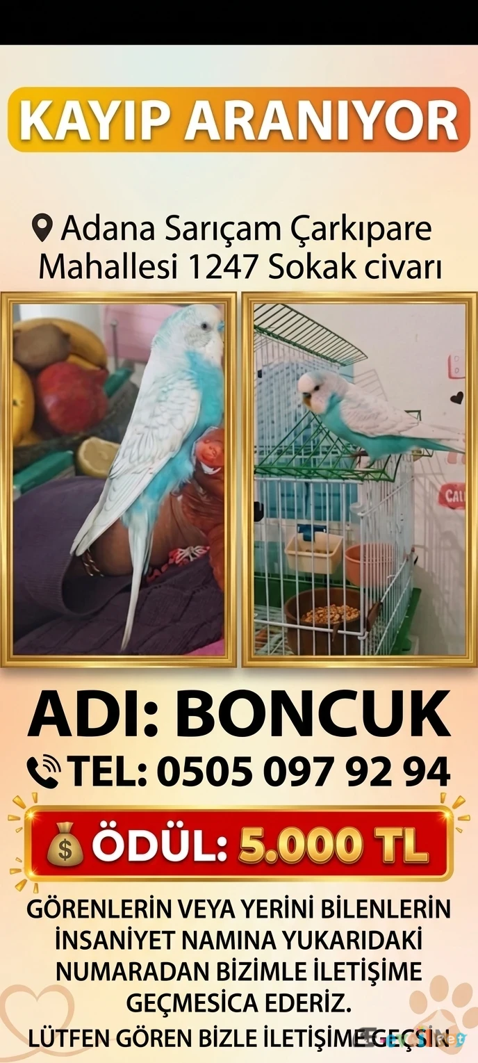 Muhabbet Kuşum kayıp - SARIÇAM / ADANA