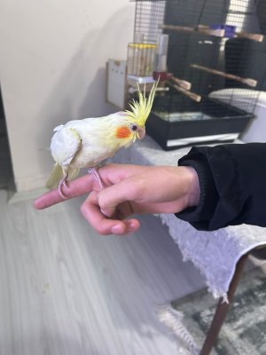 Lutino sultan papağanı 1.5 aylık ele alışkan eğitime hazır tek renk kırmızı göz