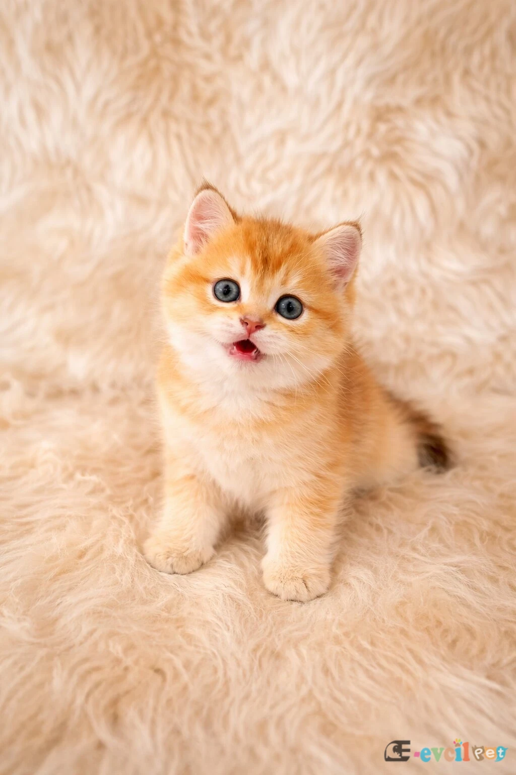 British Shorthair Harika Yavrular - KÜÇÜKÇEKMECE / İSTANBUL