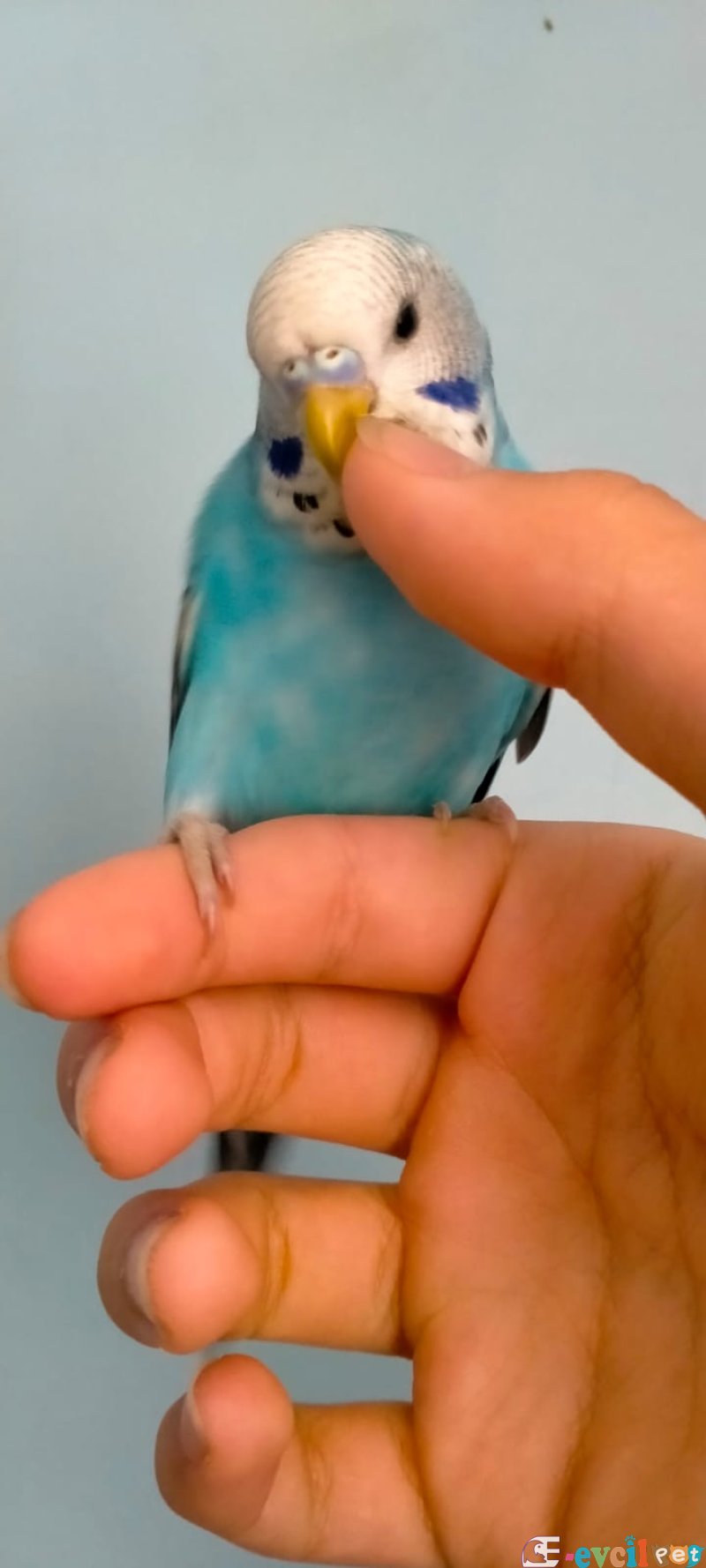 2 aylık muhabbet kuşu