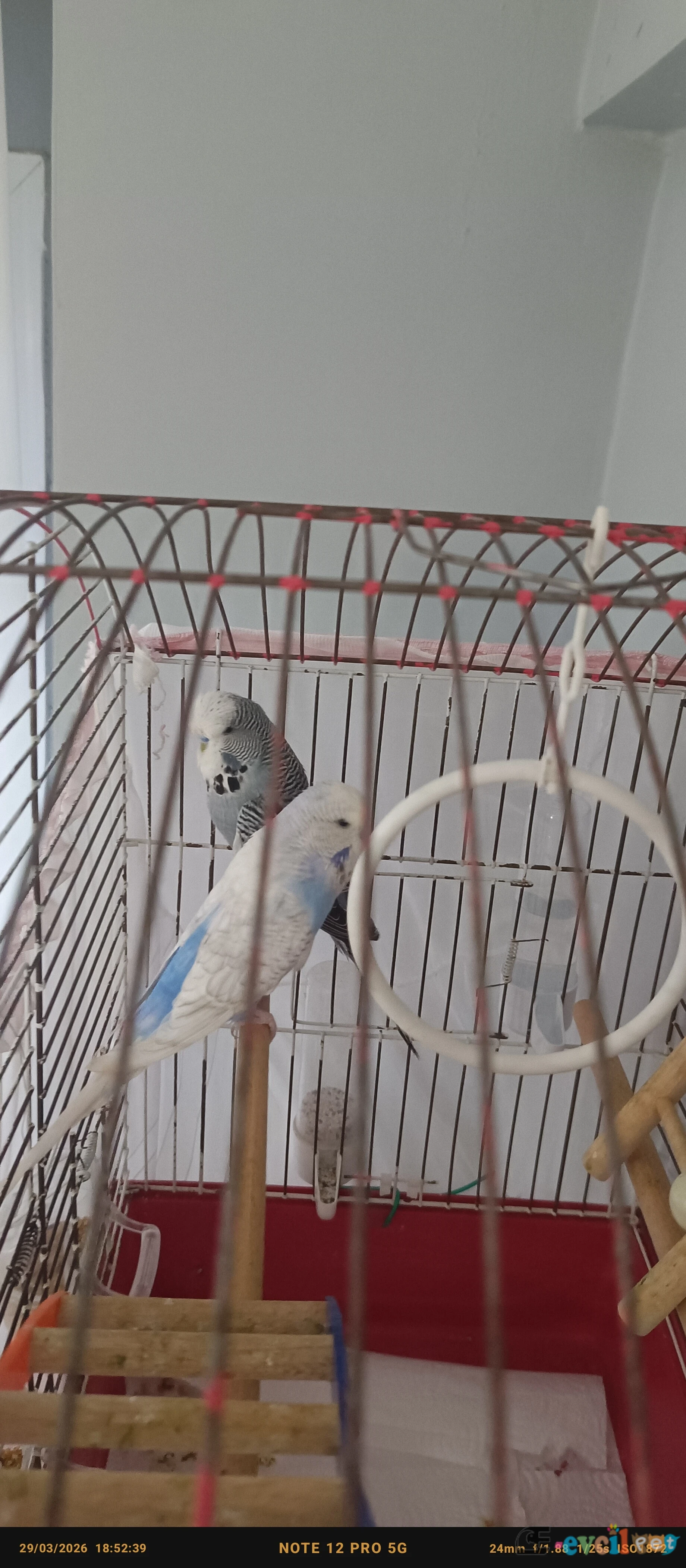 9 AYLİK SHOV JUMBO 2 DET CİFT - ÜSKÜDAR / İSTANBUL