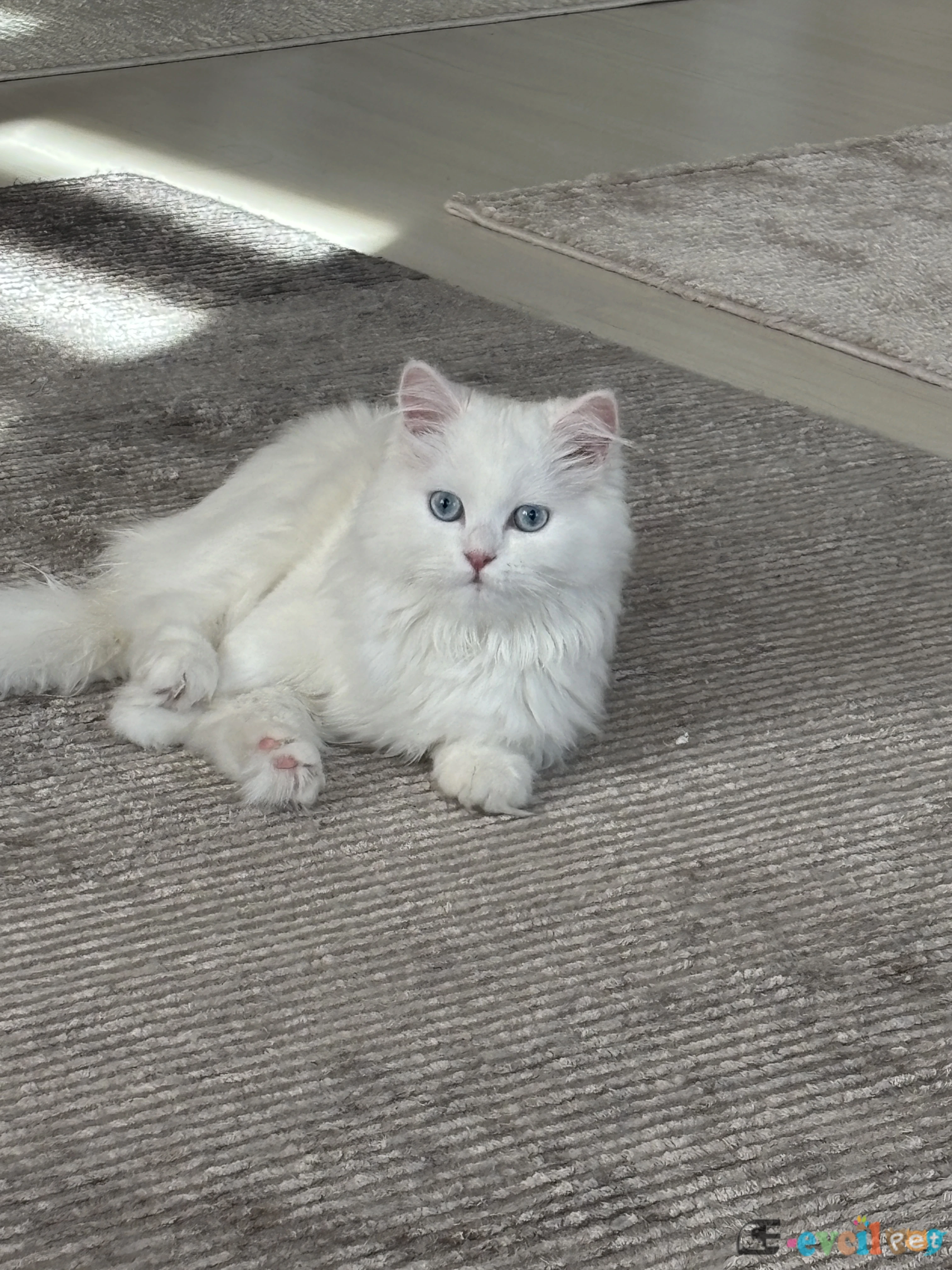 7aylık beyaz dişi longhair - KARABAĞLAR / İZMİR