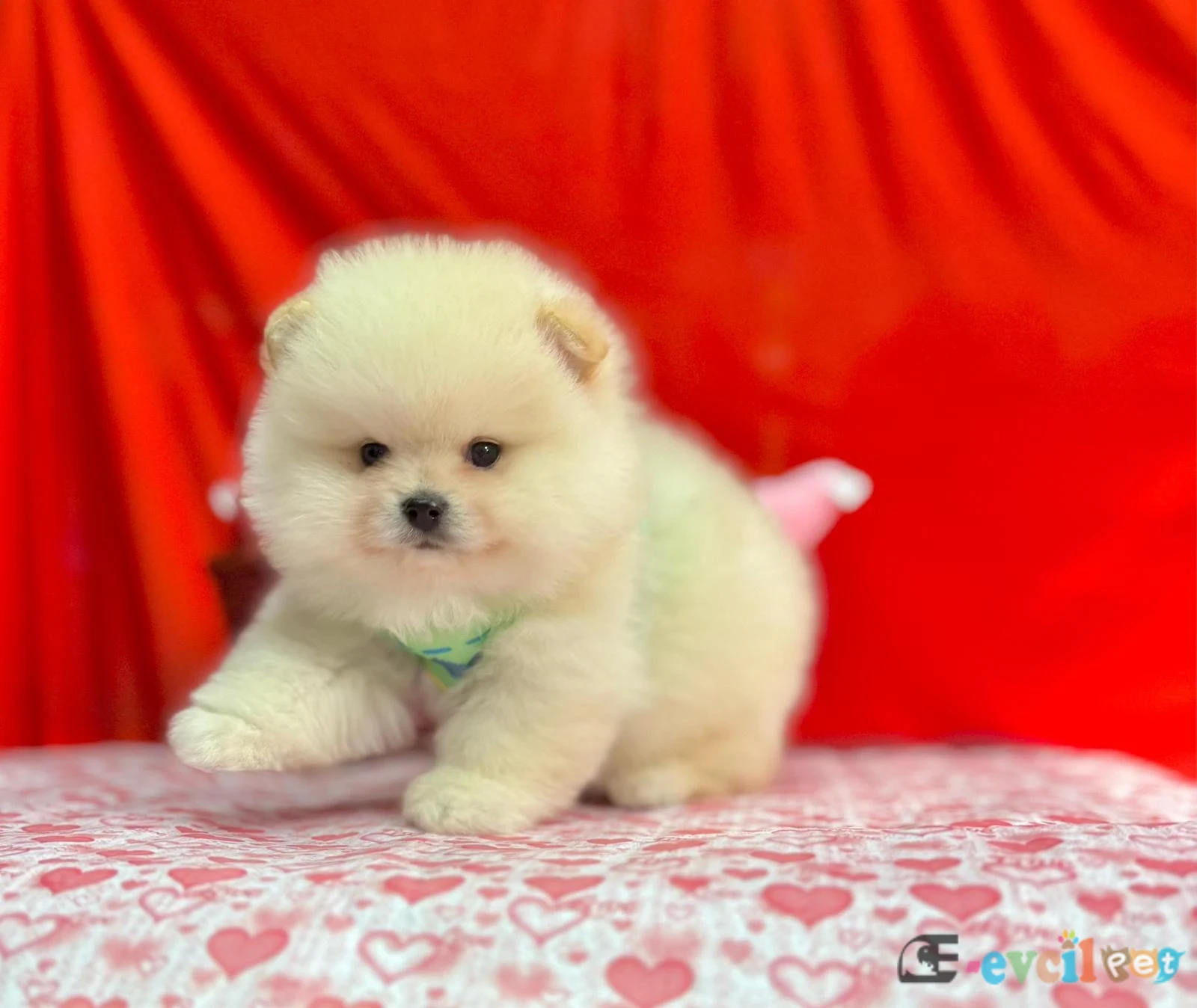 Safkan pomeranian boo yavrularımız - ATAŞEHİR / İSTANBUL