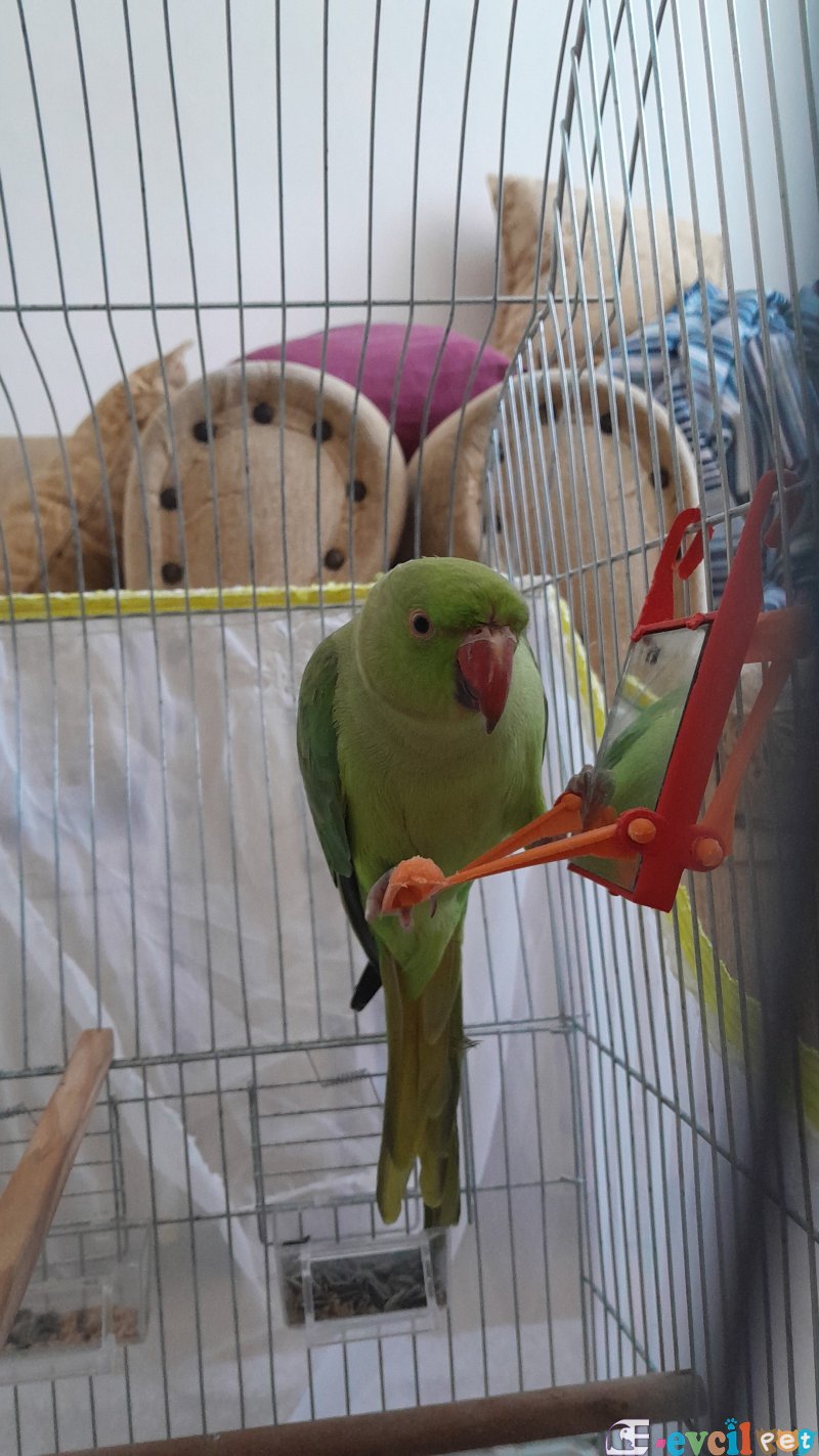 Pakistan papağanı boynunda açık yeşil çember var kafesle birlikte veriyoruz tuvalet eğitimi var