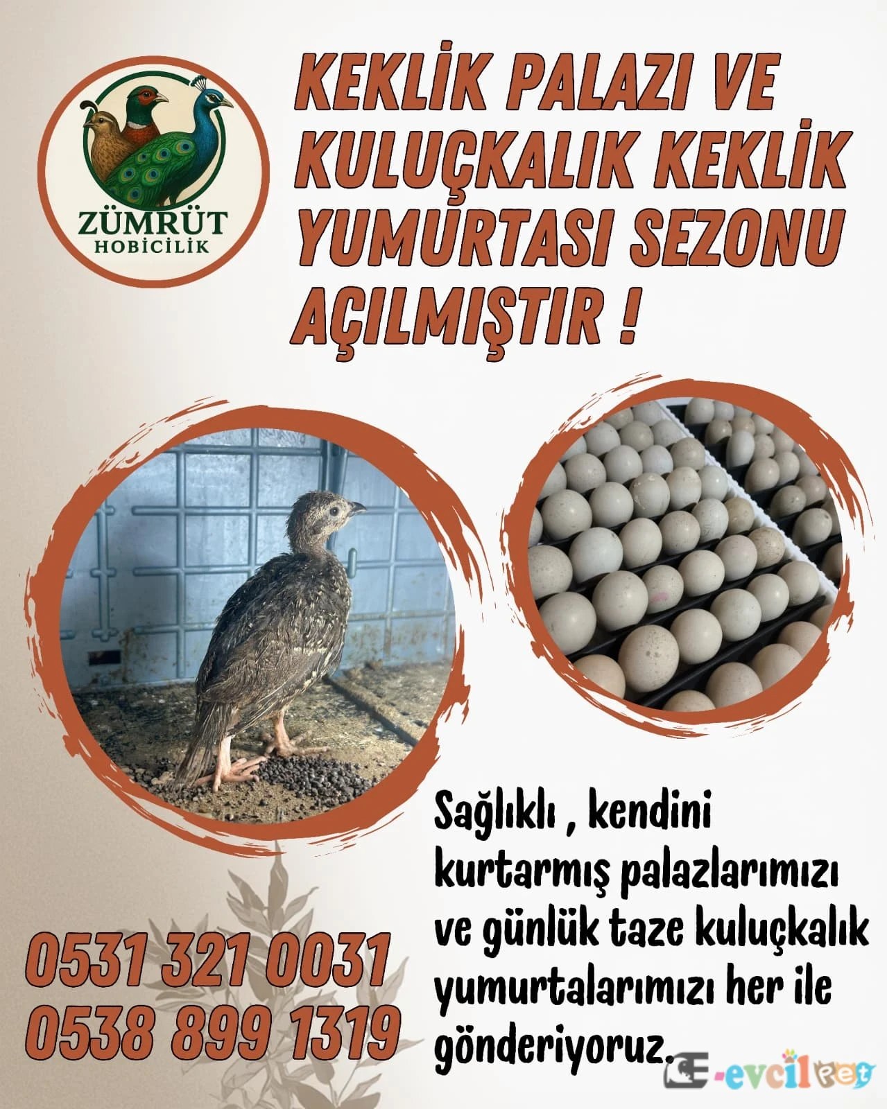 Satılık Keklik Yavrusu, Palaz, Yetişkin ve Kuluçkalık Yumurta - DODURGA / ÇORUM