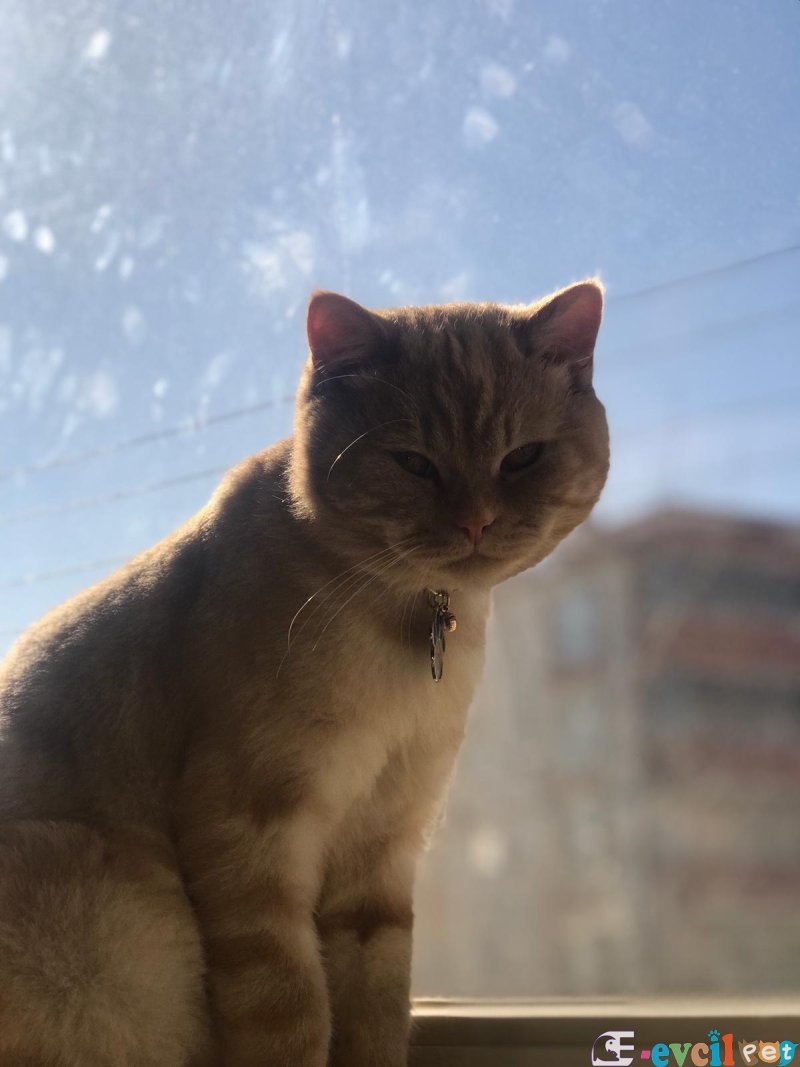 scottish straight - BAFRA / SAMSUN