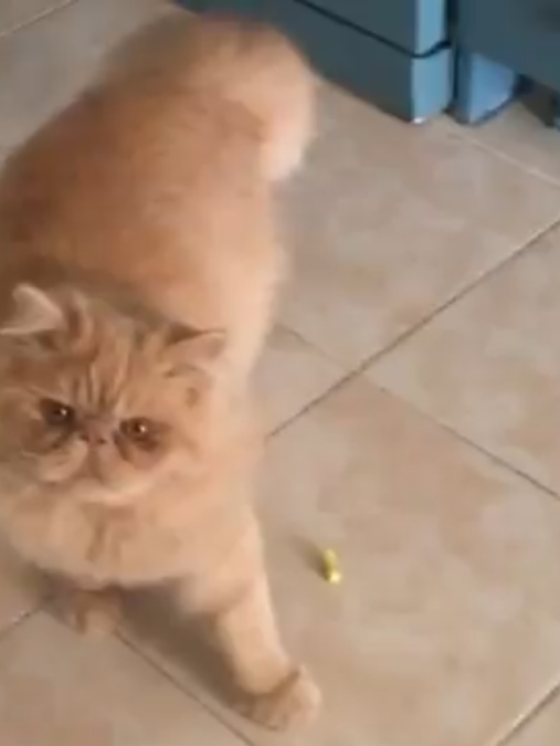 PERSİAN ERKEK KEDİM SİMBA YA PERSİAN EŞ ARIYORUM - GÖLCÜK / KOCAELİ