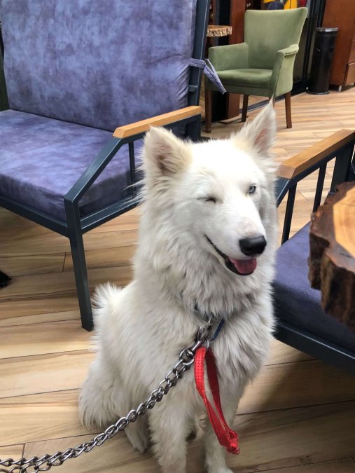 Mavi Gözlü Beyaz Husky Yavrusu – Çok Oyuncu ve Safkan