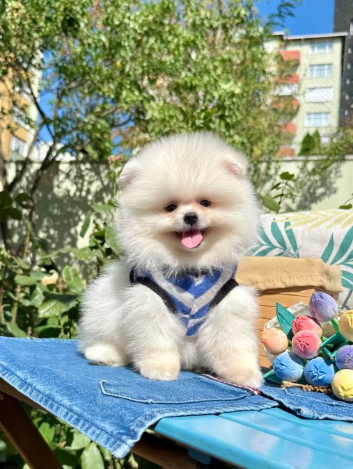 Gerçek Ayi Surat Boo Pomeranian Yavrularımız