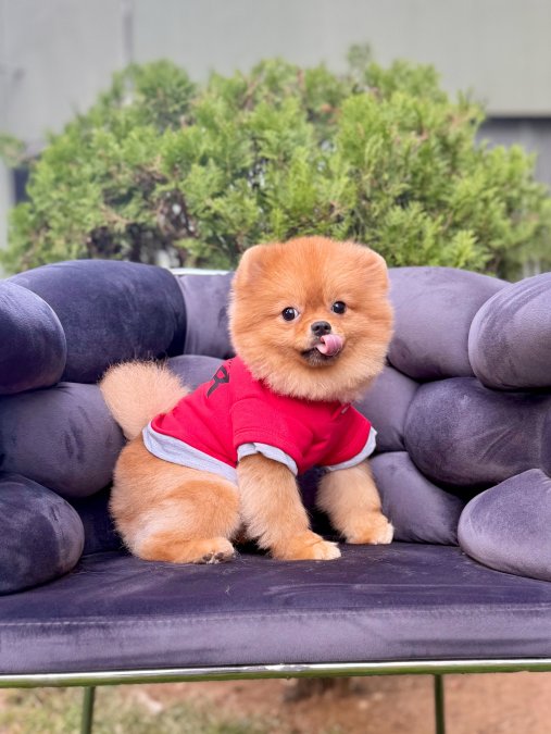 Mini Boo Pomeranian Yavruları ve Yetişkinler