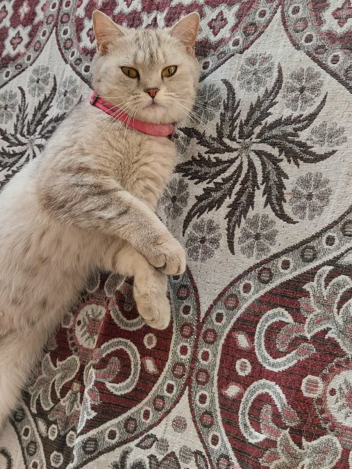 British shorthair - ALTINDAĞ / ANKARA