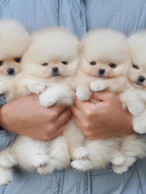 Bebek Suratlı Boo Pomeranian Yavrularımız Aile Ariyor