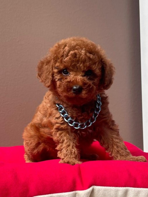 Safkan Toy Poodle Yavrularımız