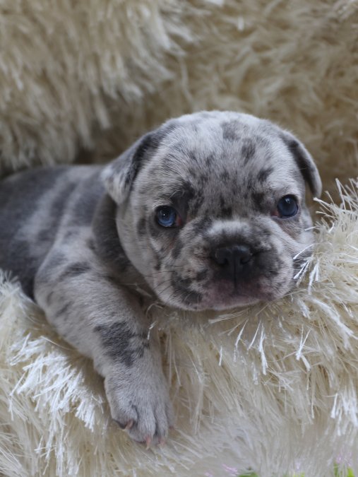 🐶 French Bulldog Yavrularımız Yeni Yuvalarını Arıyor!