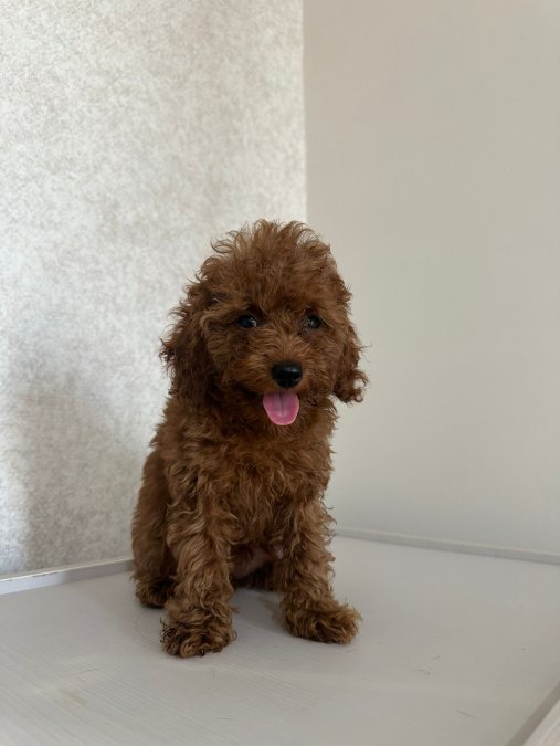 TOY POODLE YAVRUMUZ 0 TEACUP