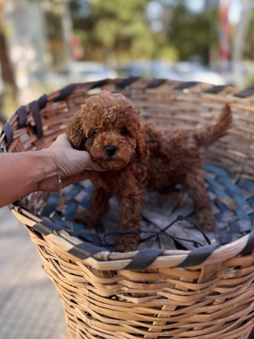 Kore’den Safkan Toy Poodle Yavrularımız