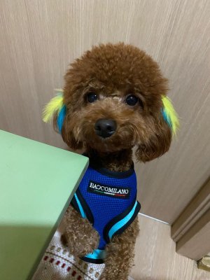 TOY POODLE SAFKAN KORE ERKEK OĞLUMA EŞ ARIYORUZ - NİLÜFER / BURSA