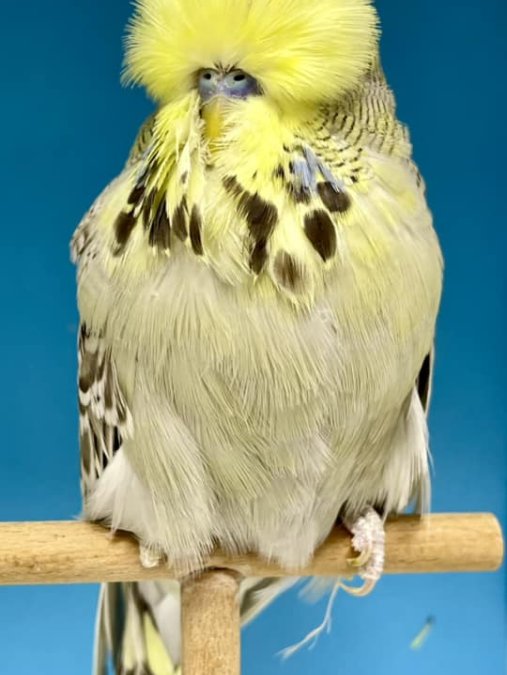 Show Jumbo Muhabbet Takımları - GÜNGÖREN / İSTANBUL