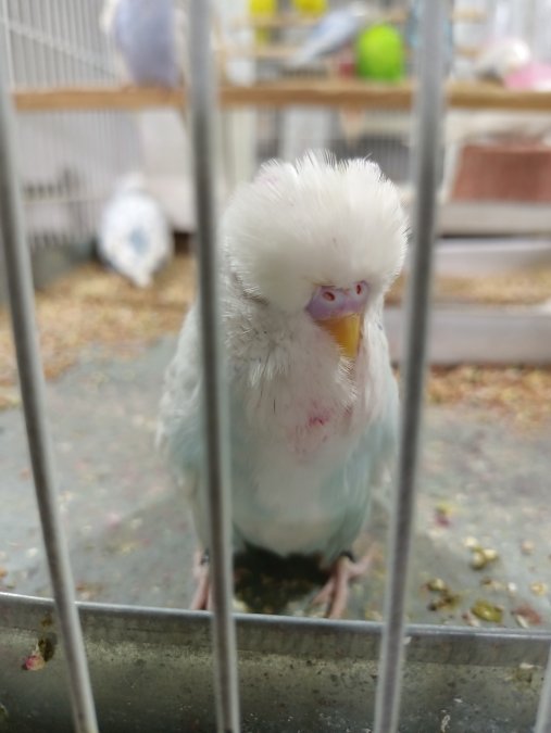 sezona yeni esleme cift Jumbo Muhabbet Kuşları