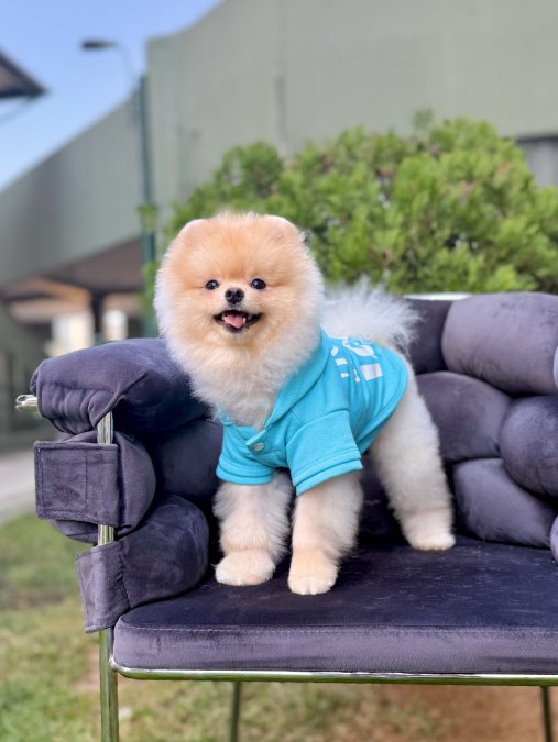 Gülen Surat Boo Pomeranian Yavruları – Safkan, Aşılı Tuvalet Eğitimli