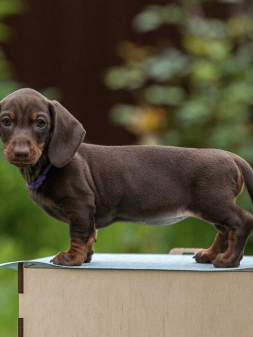 Miniature Dachshund Sosis Köpek Bebeklerimiz