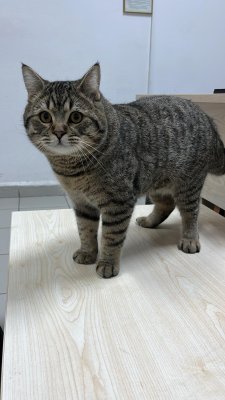 Akıllı, uslu, yaramazlık nedir bilmez - ALTINDAĞ / ANKARA