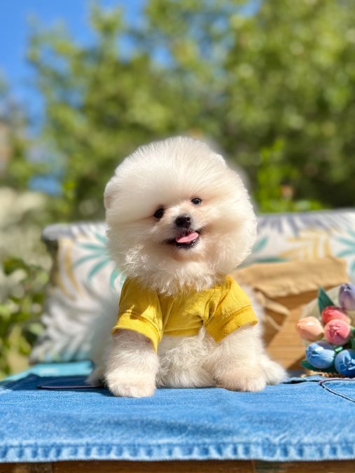 Safkan Pomeranian Boo Yavruları – Secereli, Aşılı ve Tuvalet Eğitimli