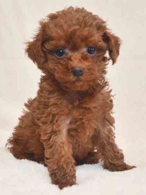 TOOY POODLE YAVRUMUZ 0 TEACUP