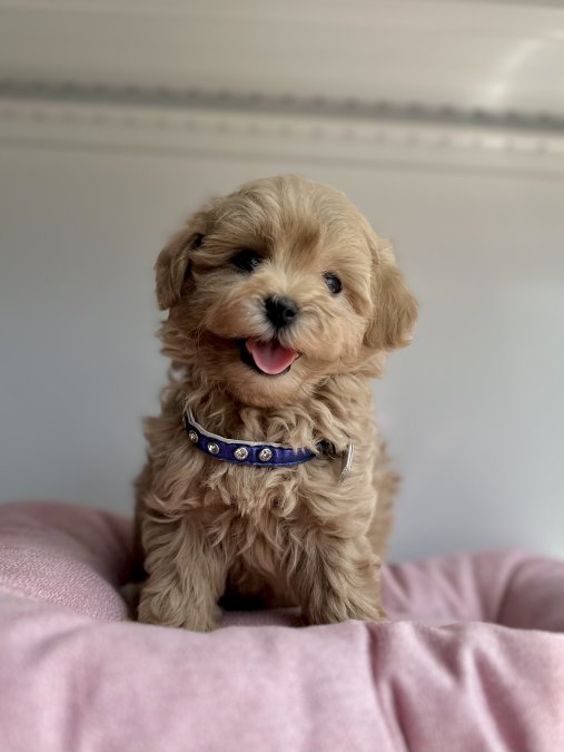 Safkan Secereli Yavru Köpekler – Aşılı, Tuvalet Eğitimli