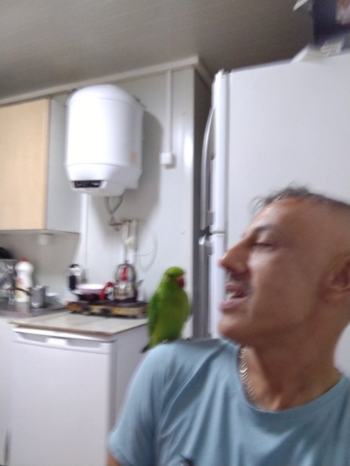 Yavru Pakistan Papağanı