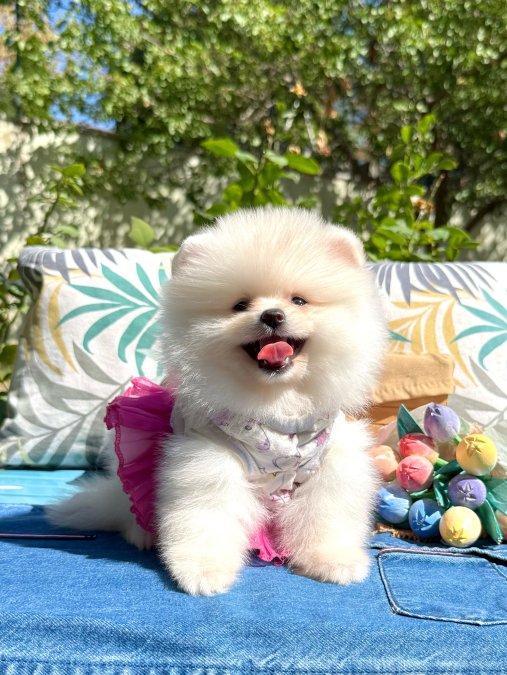 Boo Pomeranian Teddy Bear Yavrularimiz