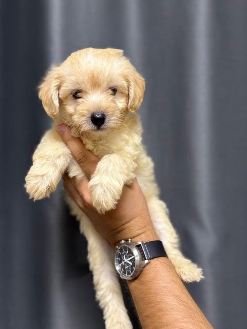 Maltipo Cinsi Yavrular Sevimli Puppy