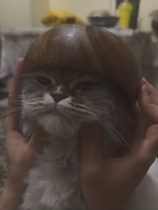 Kedimizin cinsi Scottish fold longhair-2 yaşında-eş arıyoruz - KÜÇÜKÇEKMECE / İSTANBUL