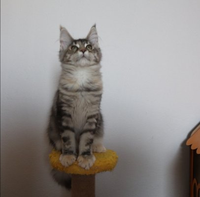 Dernek kayıtlı full secereli aşıları tam safkan  MCO