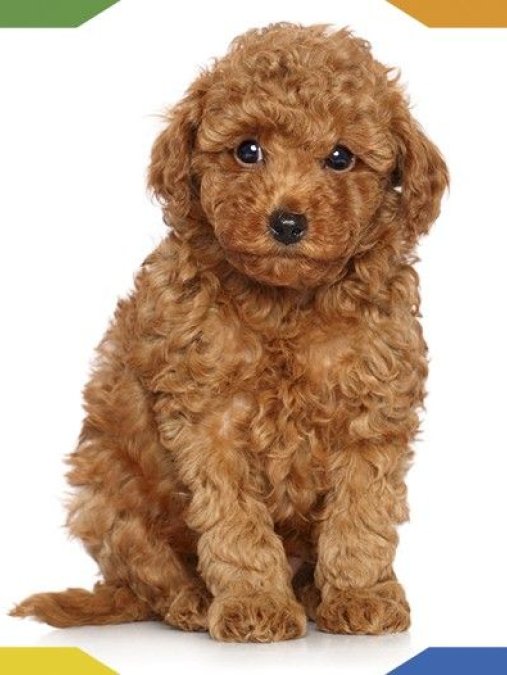 Mini Boy Puppy Kıpkırmızı Ev Üretimi  TOOY POODLE