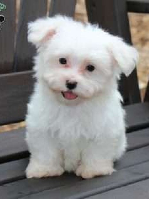 MALTESE TERRİER CİNSİ YAVRULAR EV ÜRETİMİ