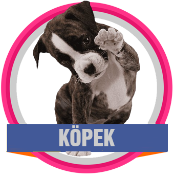 Köpek