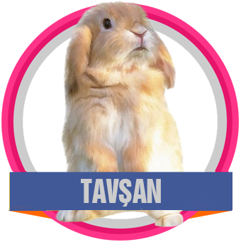 Tavşan
