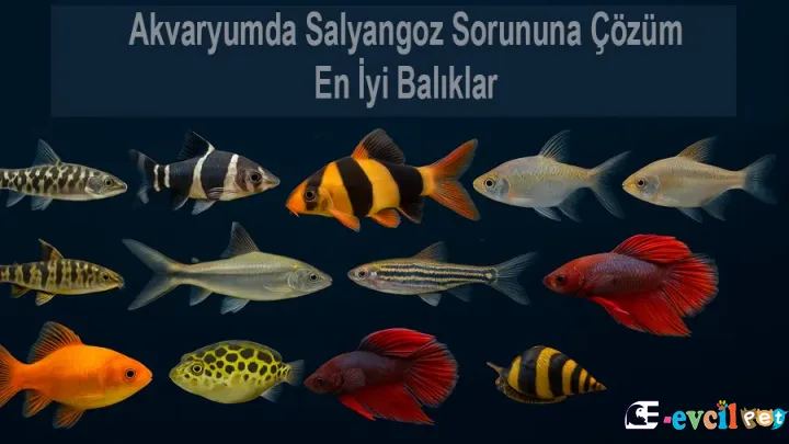 Akvaryumda Salyangoz Sorununa Çözüm