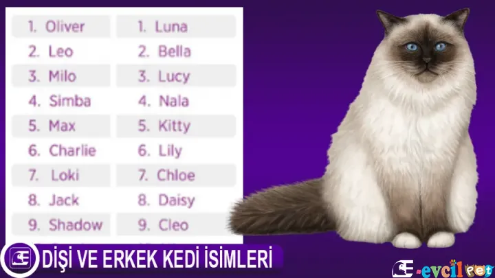En Güzel Dişi ve Erkek Kedi İsimleri