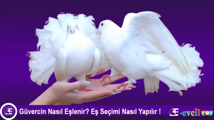 Güvercin Eşe Atılması