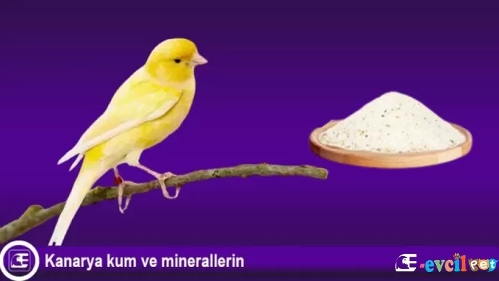 Kanarya Kum ve Minerallerin Önemi