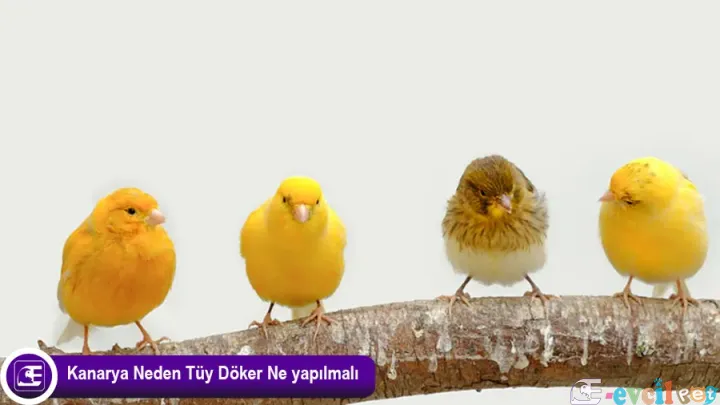 Kanarya Tüy Dökümü