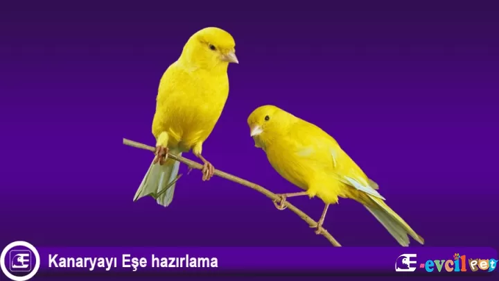 Kanaryayı Eşe hazırlama