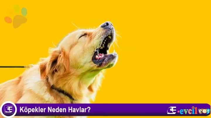 Köpekler Neden Havlar