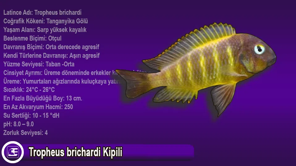 Tropheus brichardi Kipili