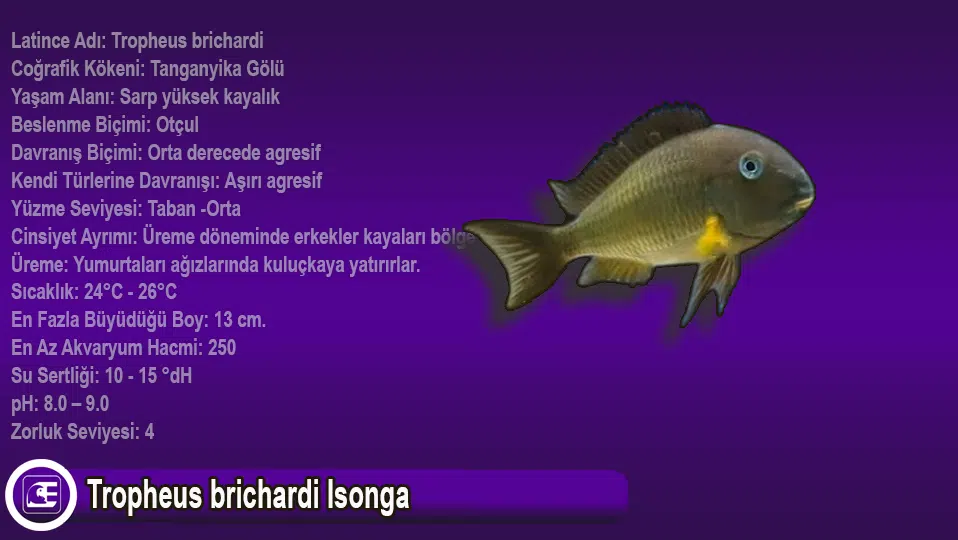 Tropheus brichardi Isonga