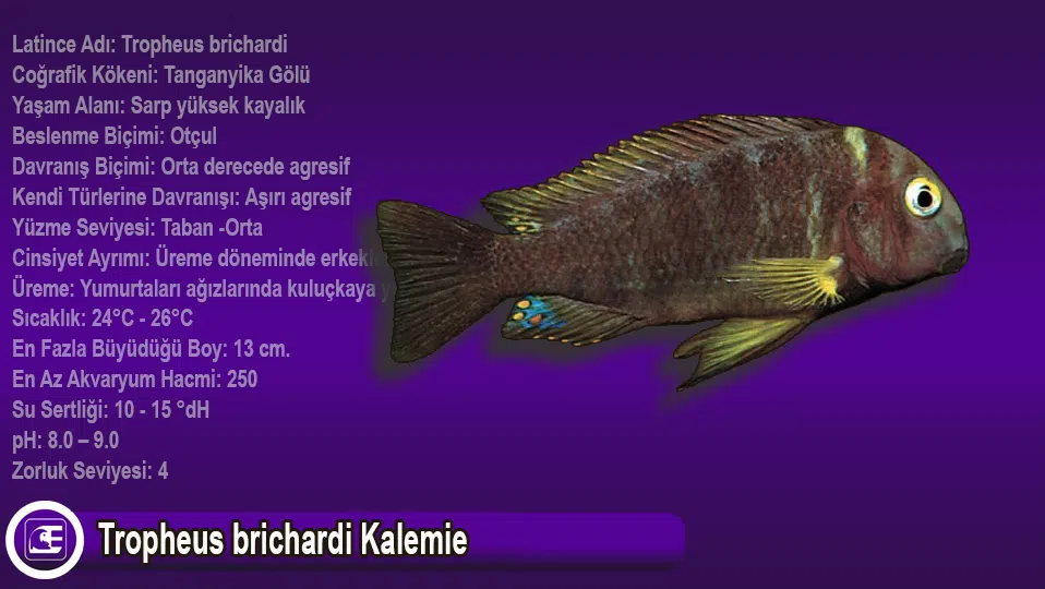 Tropheus brichardi Kalemie