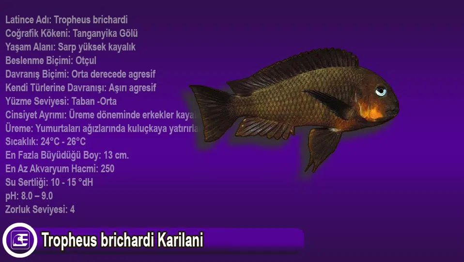Tropheus brichardi “Karilani”